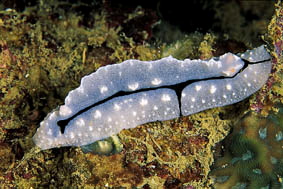  Phyllidiopsis shireenae (Sea Slug)